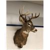 Image 2 : Professionally taxidermied trophy stag deer head mount