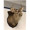 Image 2 : Professionally taxidermied trophy stag deer head mount