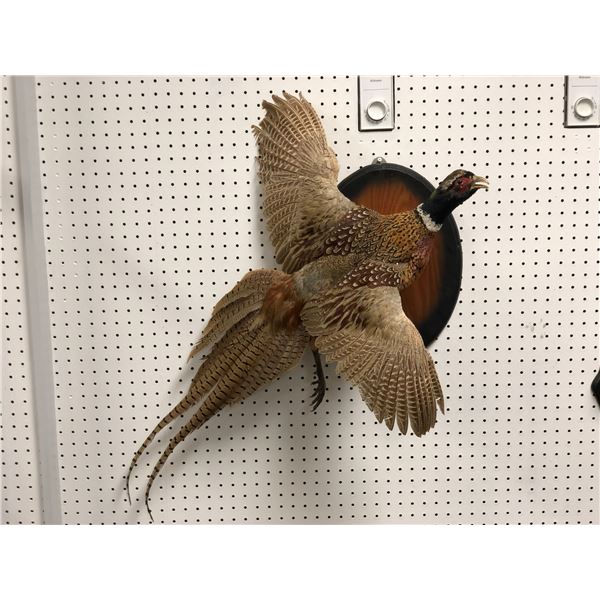 Professionally taxidermied pheasant mount