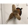 Image 1 : Professionally taxidermied pheasant mount