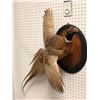 Image 2 : Professionally taxidermied pheasant mount