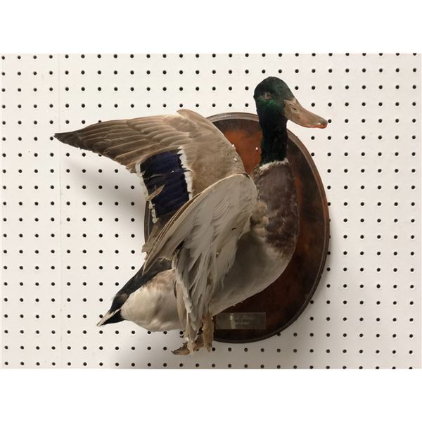 Professionally taxidermied mallard duck mount