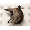 Image 1 : Professionally taxidermied mallard duck mount