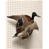 Image 2 : Professionally taxidermied mallard duck mount