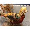 Image 2 : Professionally taxidermied pheasant mount