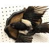 Image 2 : Professionally taxidermied magpie? bird mount (condition issues present)