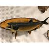 Image 2 : Large lake trout wall mount professionally taxidermied