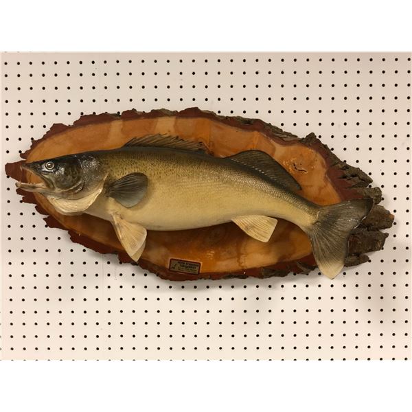 Walleye wall mount professionally taxidermied