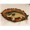 Image 2 : Walleye wall mount professionally taxidermied