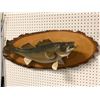 Image 2 : Walleye wall mount professionally taxidermied