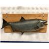 Image 1 : Chinook salmon mount professionally taxidermied (some condition issues present)