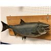 Image 2 : Chinook salmon mount professionally taxidermied (some condition issues present)