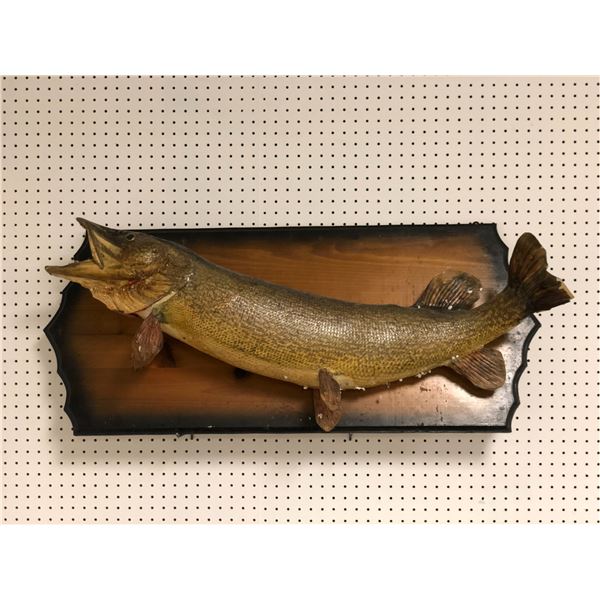 Northern pike wall mount professionally taxidermied (some minor condition issues present)