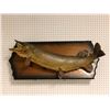 Image 1 : Northern pike wall mount professionally taxidermied (some minor condition issues present)