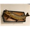 Image 2 : Northern pike wall mount professionally taxidermied (some minor condition issues present)
