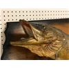Image 3 : Northern pike wall mount professionally taxidermied (some minor condition issues present)