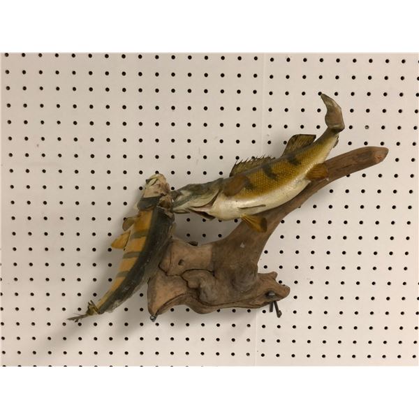 2 fish mounted on log professionally taxidermied (some condition issues present