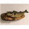 Image 2 : Walleye wall mount professionally taxidermied (some condition issues present)