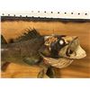Image 2 : Walleye wall mount professionally taxidermied (some condition issues present)