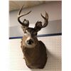 Image 2 : Professionally taxidermied trophy stag deer head mount