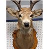 Image 2 : Professionally taxidermied trophy stag deer head mount