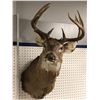 Image 2 : Professionally taxidermied trophy stag deer head mount