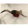 Image 2 : Bull horns mount