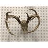 Image 1 : Sun-bleached deer skull w/ antlers