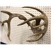 Image 2 : Sun-bleached deer skull w/ antlers