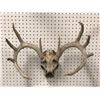 Image 1 : Sun-bleached deer skull w/ antlers