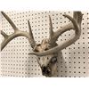Image 2 : Sun-bleached deer skull w/ antlers