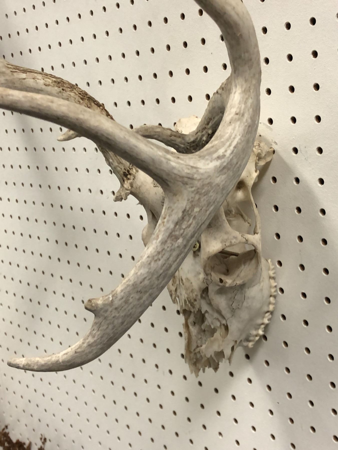 Sun bleached Deer Skull W Antlers sun-bleached-deer-skull-w-antlers