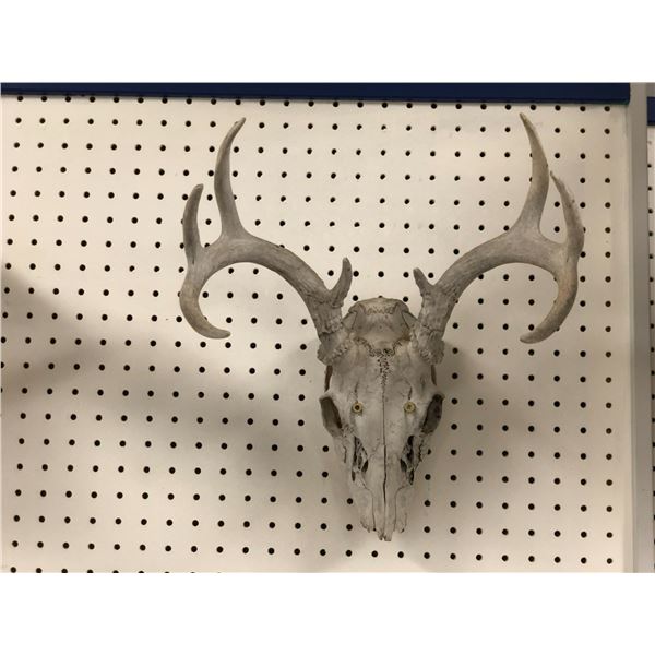 Sun-bleached deer skull w/ antlers