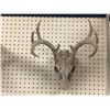 Image 1 : Sun-bleached deer skull w/ antlers