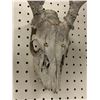Image 2 : Sun-bleached deer skull w/ antlers