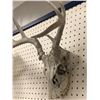 Image 3 : Sun-bleached deer skull w/ antlers