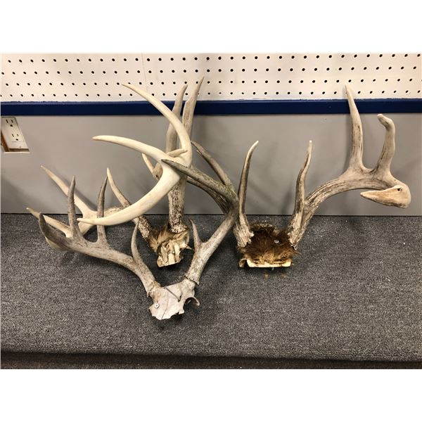 Group of 3 sun-bleached deer antlers