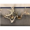 Image 1 : Group of 3 sun-bleached deer antlers