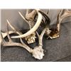 Image 2 : Group of 3 sun-bleached deer antlers