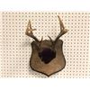 Image 1 : Small deer antler mount