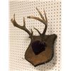 Image 2 : Small deer antler mount