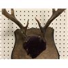Image 3 : Small deer antler mount
