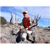 Image 1 : JACK CASSIDY: 5-Day Mule Deer and Black Bear Hunt for One Hunter in Colorado - Includes Trophy Fees