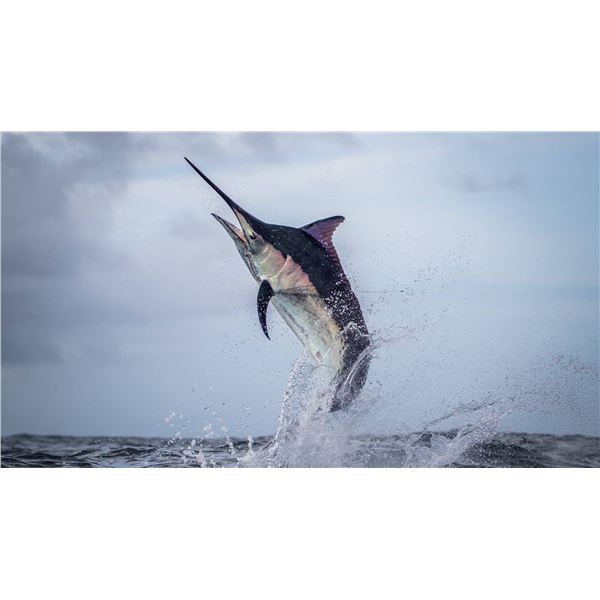 TROPIC STAR LODGE: 6-Day/7-Night Fishing Adventure for Two Anglers in Panama