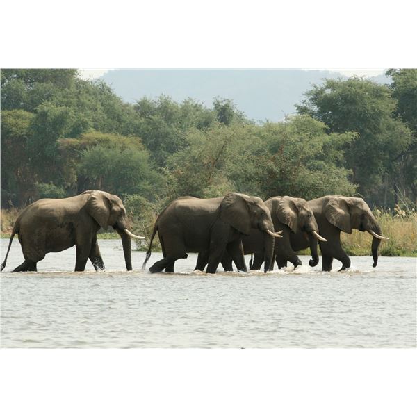 CHIFUTI SAFARIS: 6-Day Luxury Photographic/Fishing Safari Adventure for Four Anglers in Zimbabwe