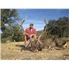 Image 1 : NACHO ARIAS: 8-Day Red Deer and Mouflon Sheep Hunt for One Hunter in Spain - Includes Trophy Fees