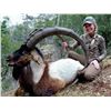 Image 1 : SHIKAR: 9-Day Anatolian Bezoar Ibex Hunt for Two Hunters in Turkey - Includes Trophy Fees