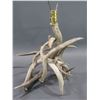 Image 2 : Whitetail Antler Lamp- Missing Plug In- 27"H X 14"Base