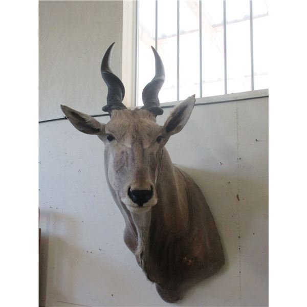 Shoulder Mount Eland- 24"L X 13"Bases