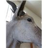 Image 4 : Shoulder Mount Eland- 24"L X 13"Bases